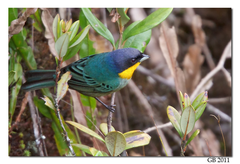 YELLOW-THROATED TANAGER